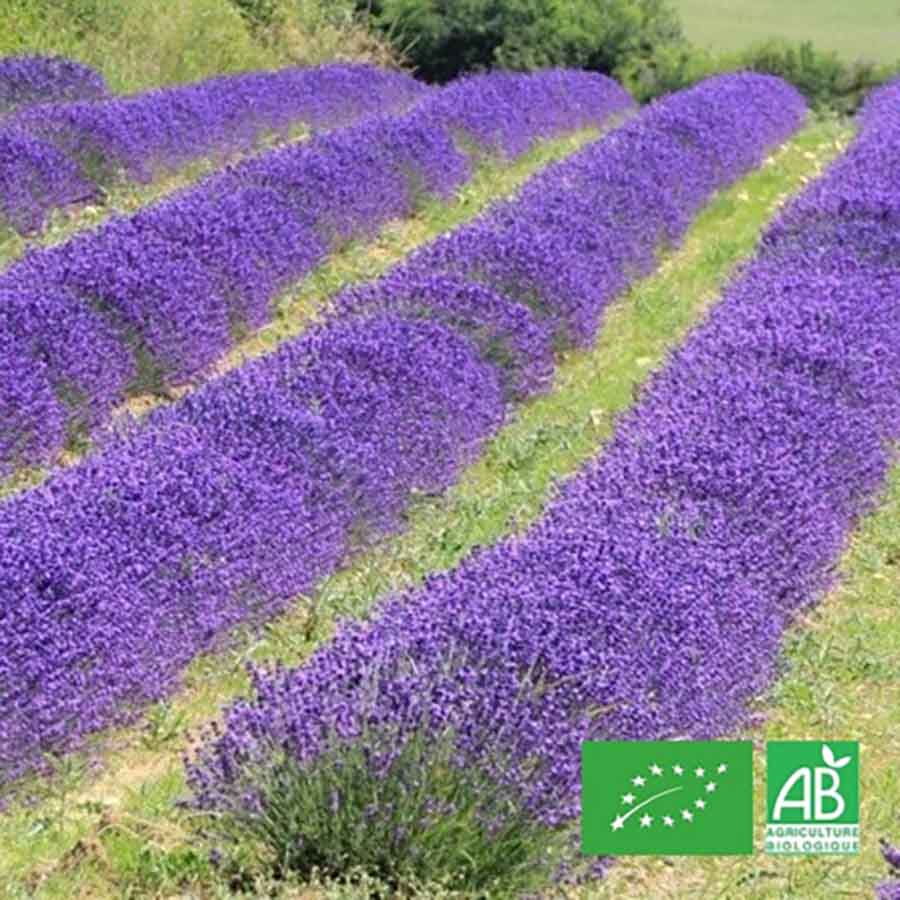 Fleurs séchées Lavande Bio Française – Infusions – Sachet de 40g