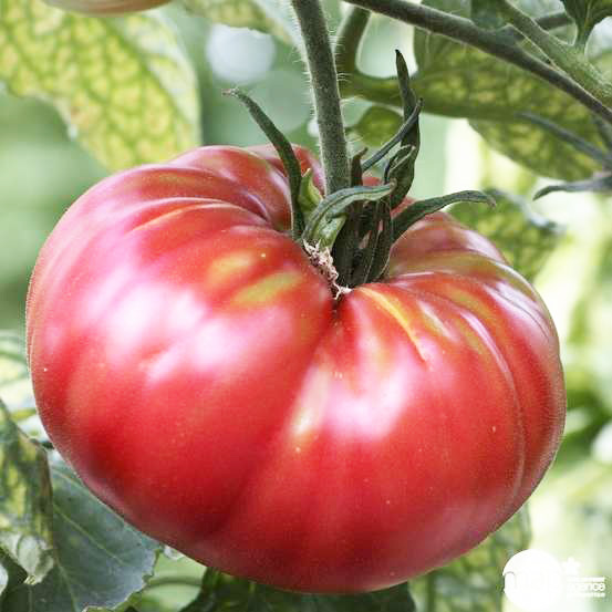 graine de fruit bio tomate rose de Berne