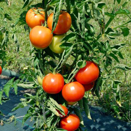 graine de fruit bio tomate cerise