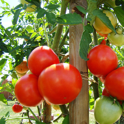 graine de fruit bio tomate